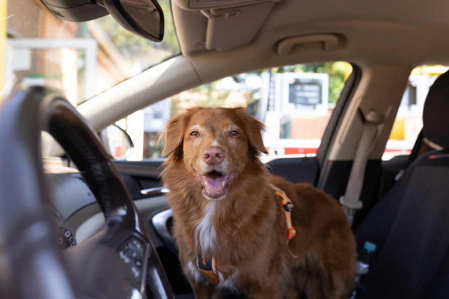 Can You Take Dogs in a Car Club Car?